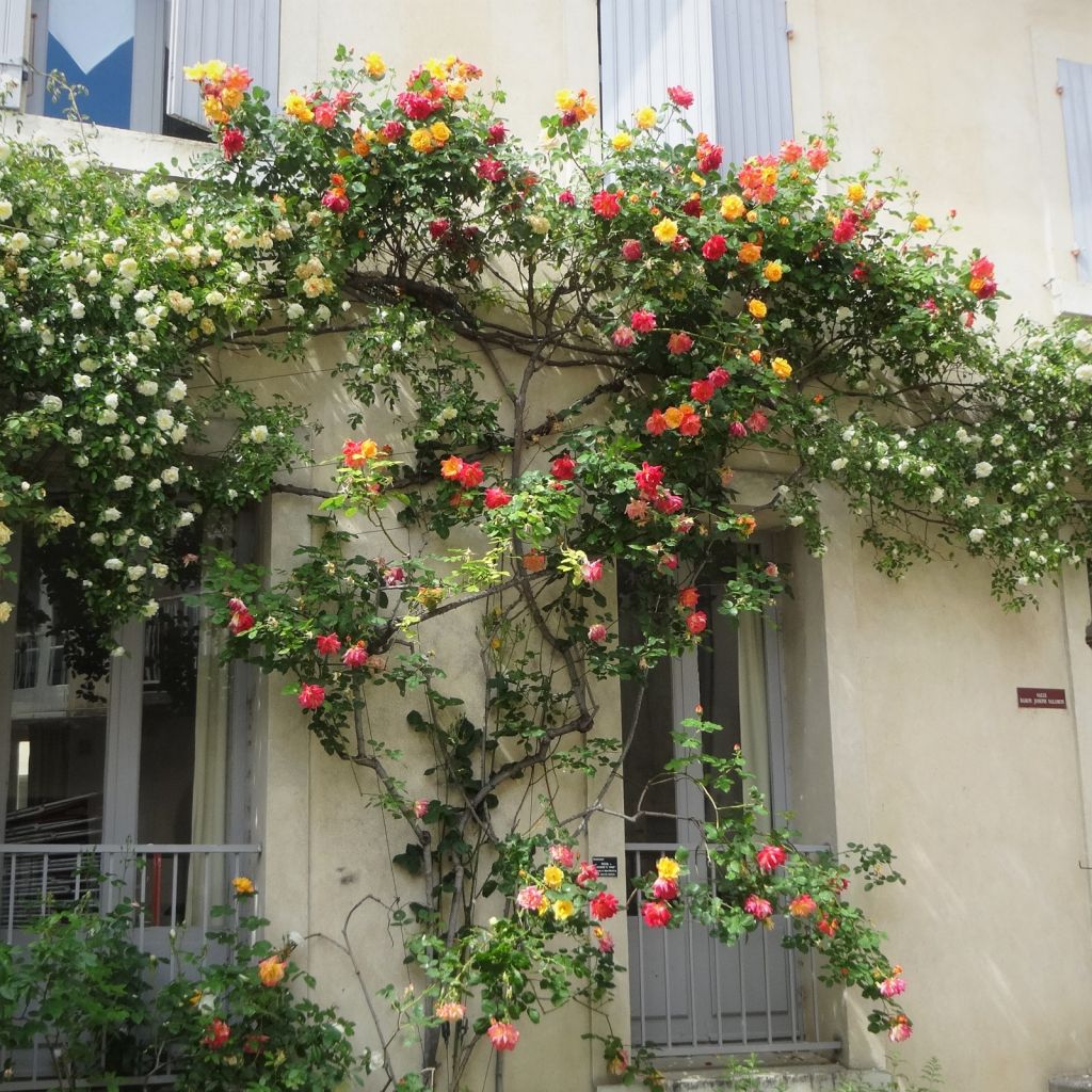 Rosa Joseph's Coat - Trosroos