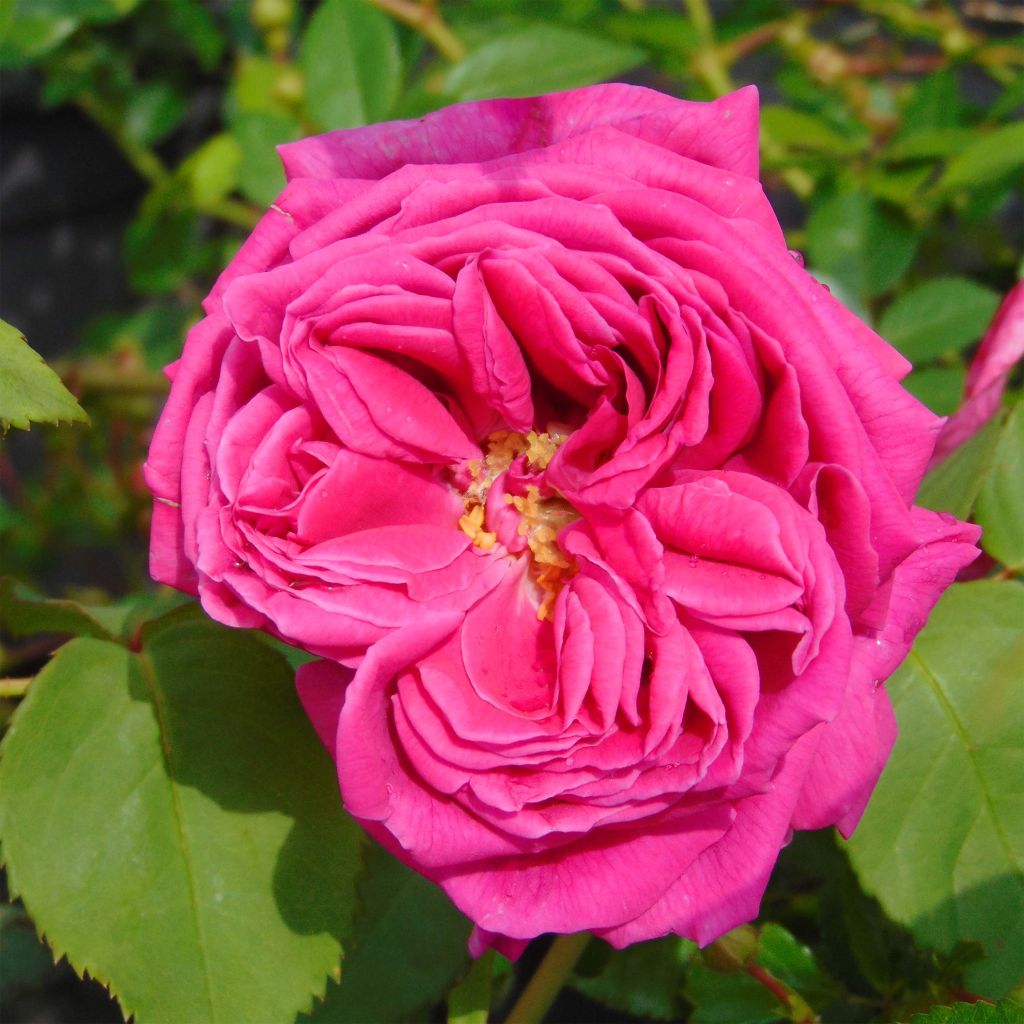 Rosa Madame Isaac Pereire - Historische roos