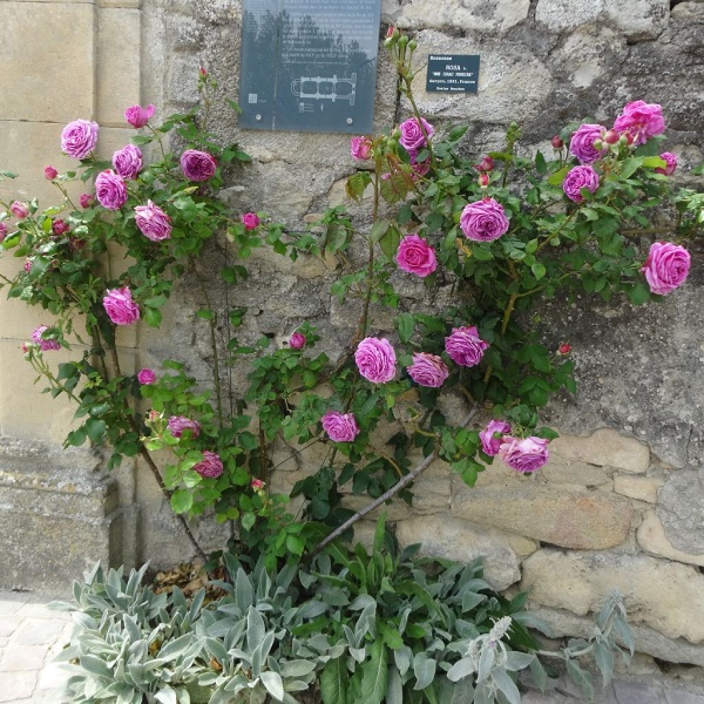 Rosa Madame Isaac Pereire - Historische roos