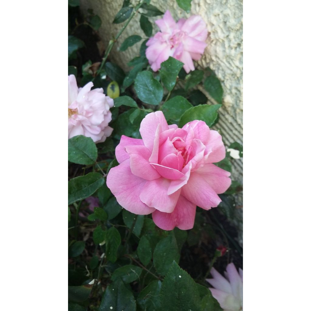 Rosa Old Blush - Historische roos