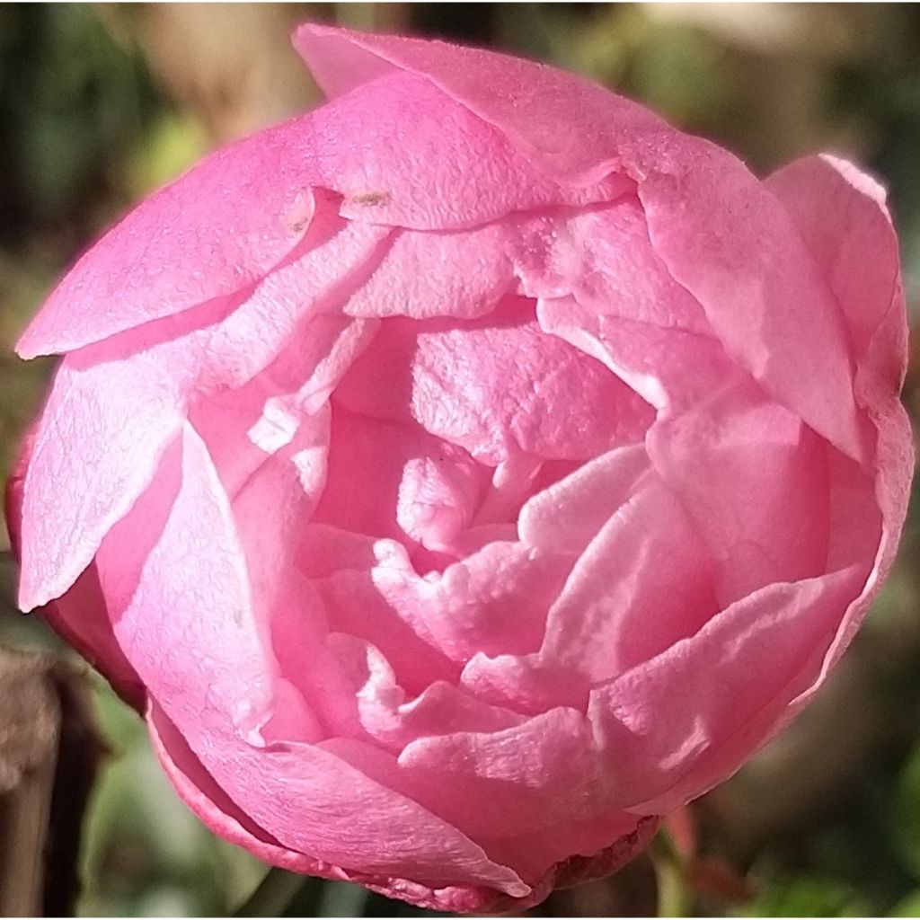 Rosa Old Blush - Historische roos