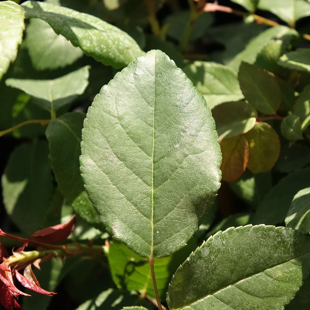 Rosa Perle d'Or - Historische roos