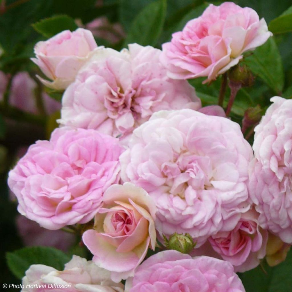 Rosa Pink Ghislaine de Féligonde - Historische roos