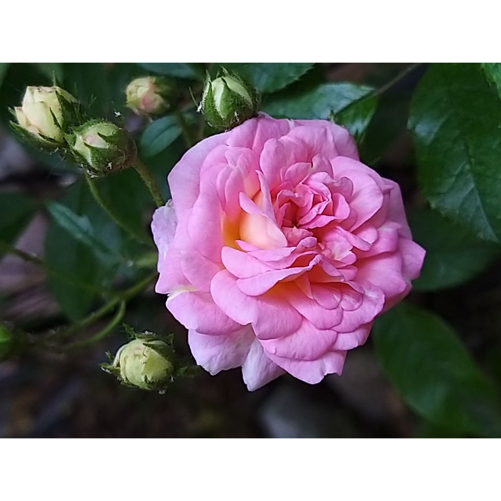 Rosa Pink Ghislaine de Féligonde - Historische roos