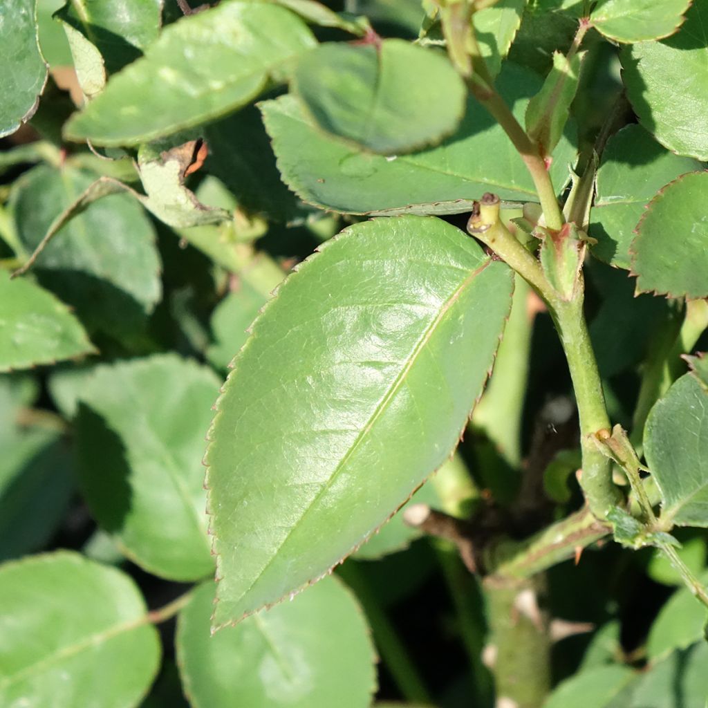 Rosa Souvenir de la Malmaison - Historische roos