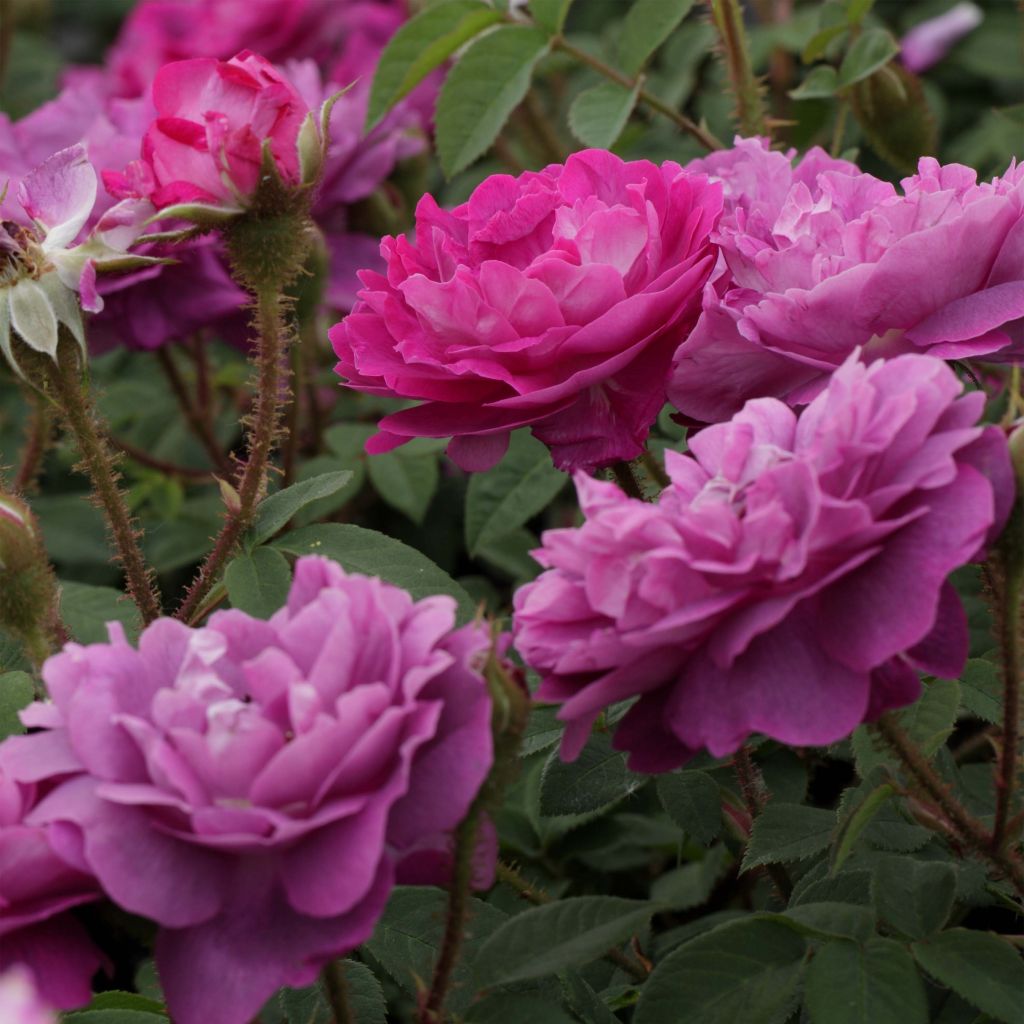 Rosa William Lobb - Historische roos