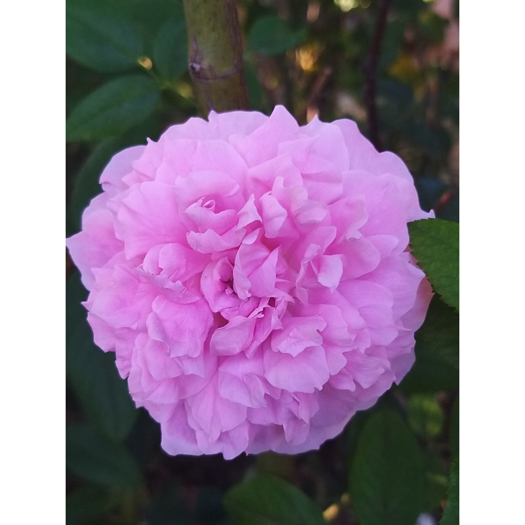 Rosa The Mayflower - David Austinroos