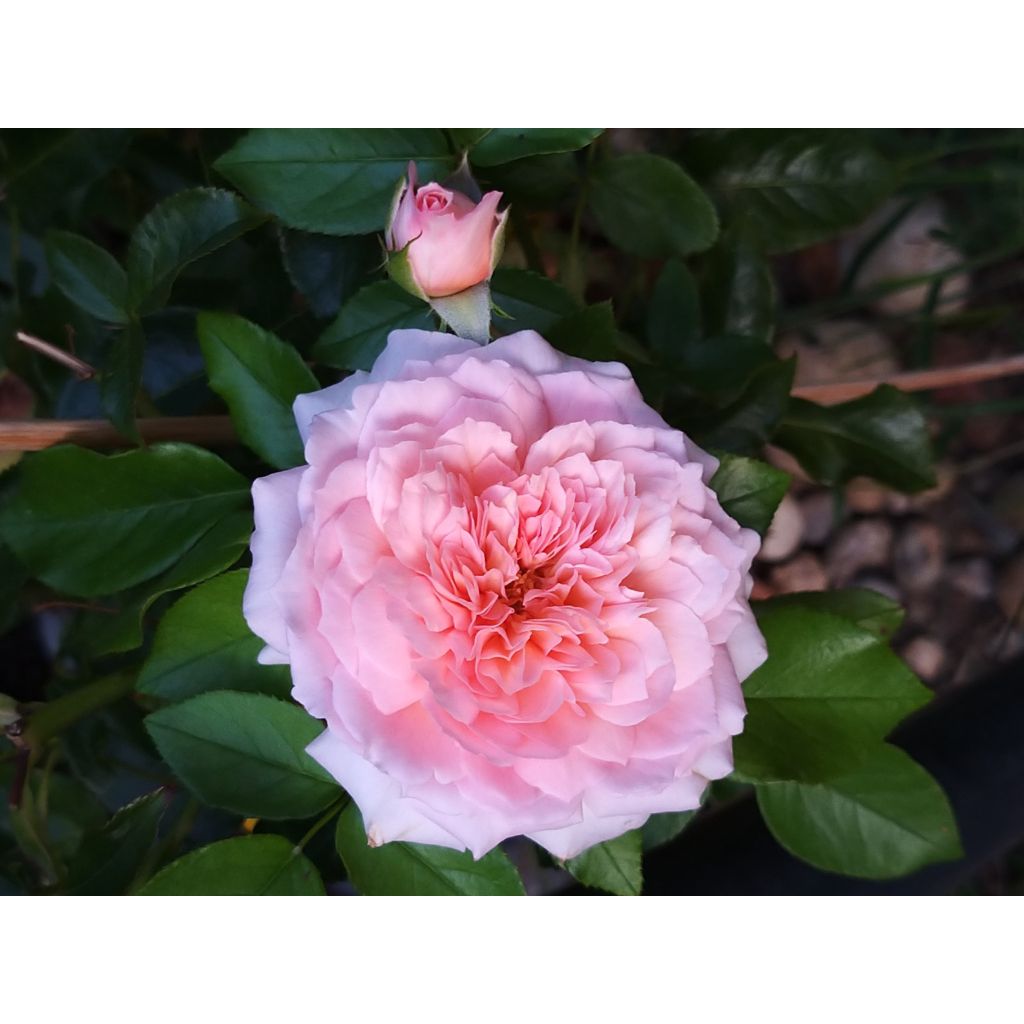 Rosa Rose de Cornouaille - Engelse roos