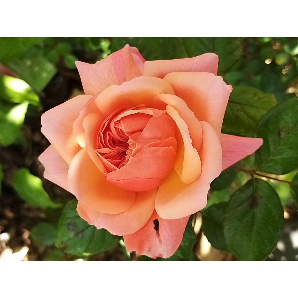 Rosa Rose de Cornouaille - Engelse roos