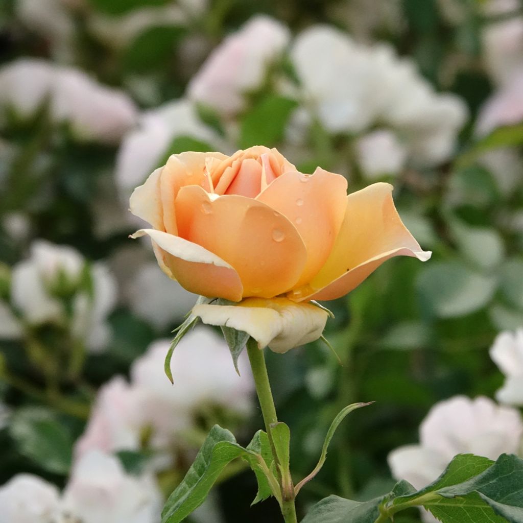 Rosa St Richard of Chichester - Engelse roos