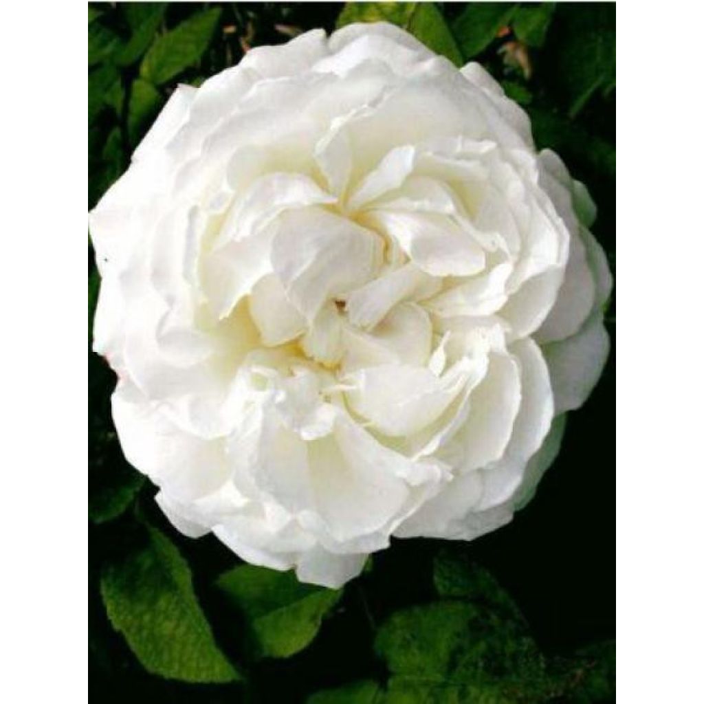 Rosa Winchester Cathedral - David Austinroos