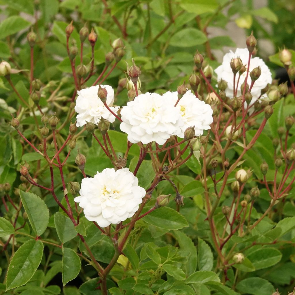 Rosa moschata Annelies - Muskusroos