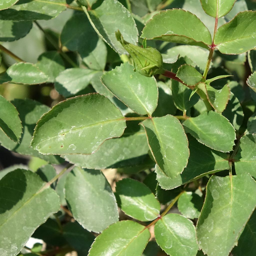 Rosa White Meidiland - Polyantharoos