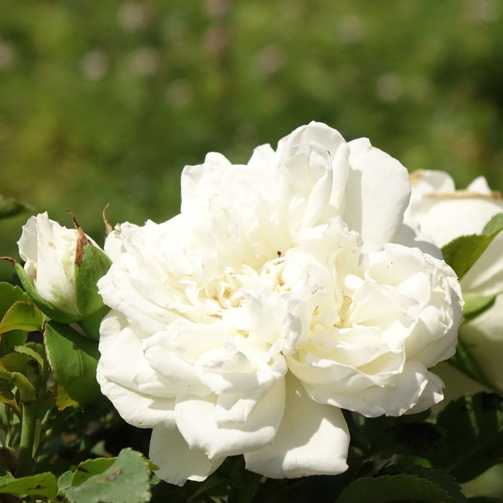 Rosa White Meidiland - Polyantharoos