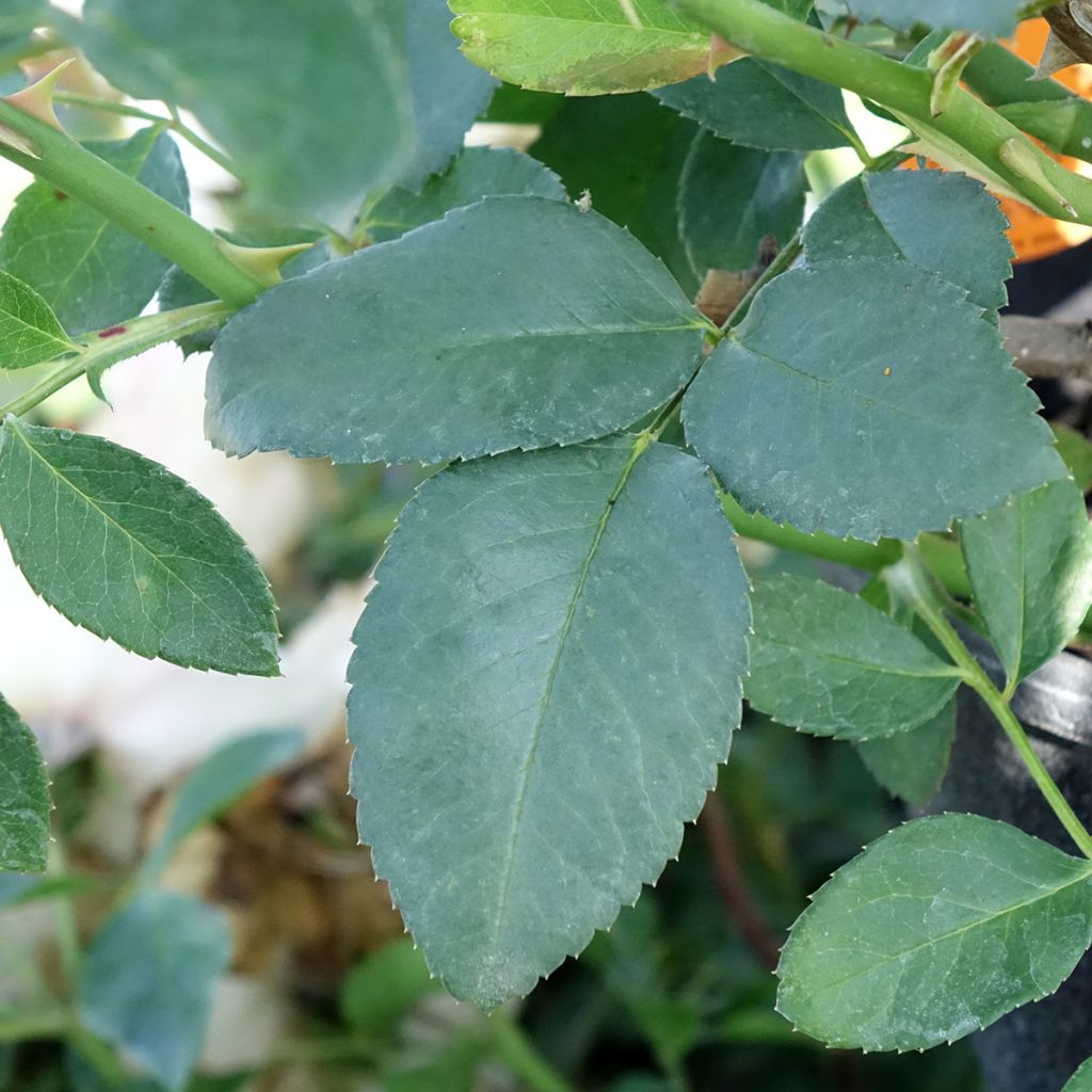 Rosa White Meidiland - Polyantharoos