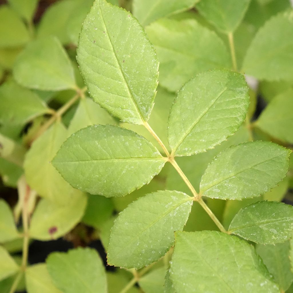 Rosa Château de Munsbach - Muskusroos