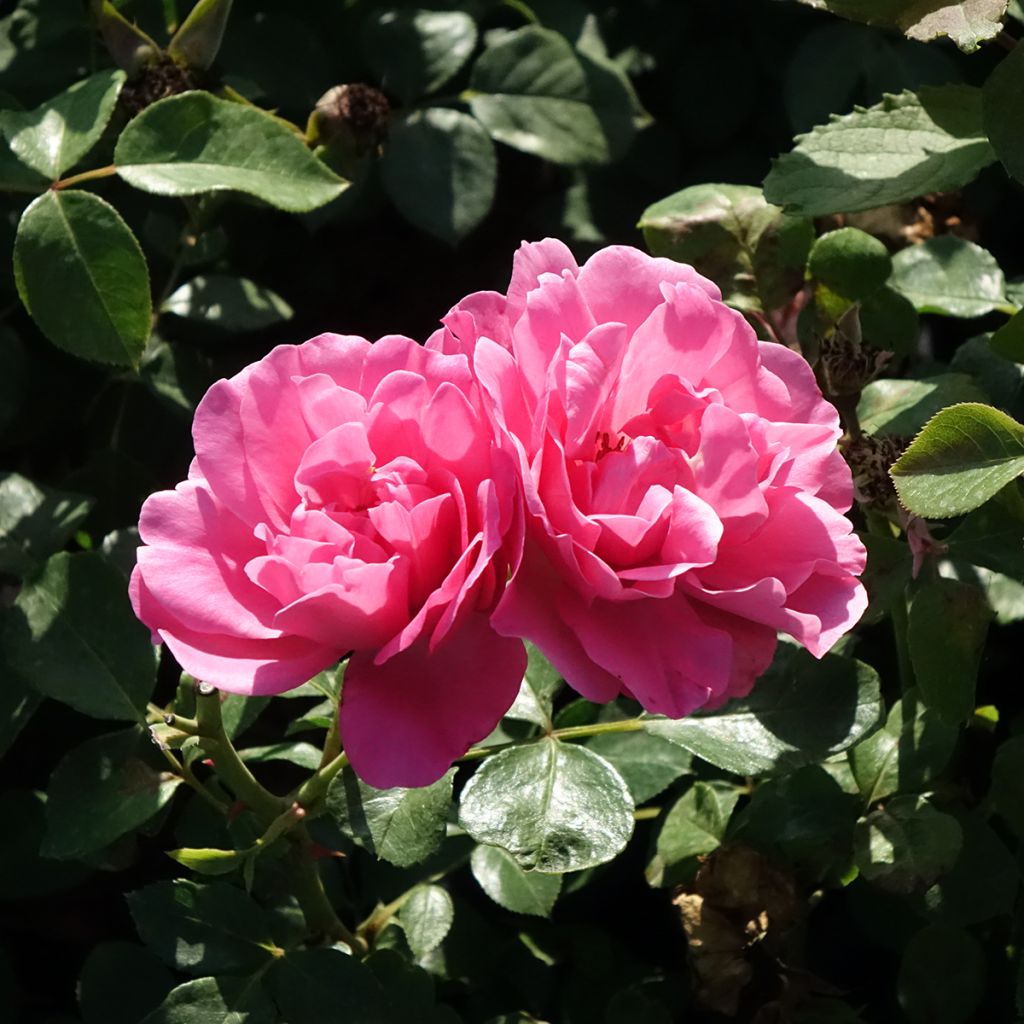 Rosa Play Rose - Polyantharoos