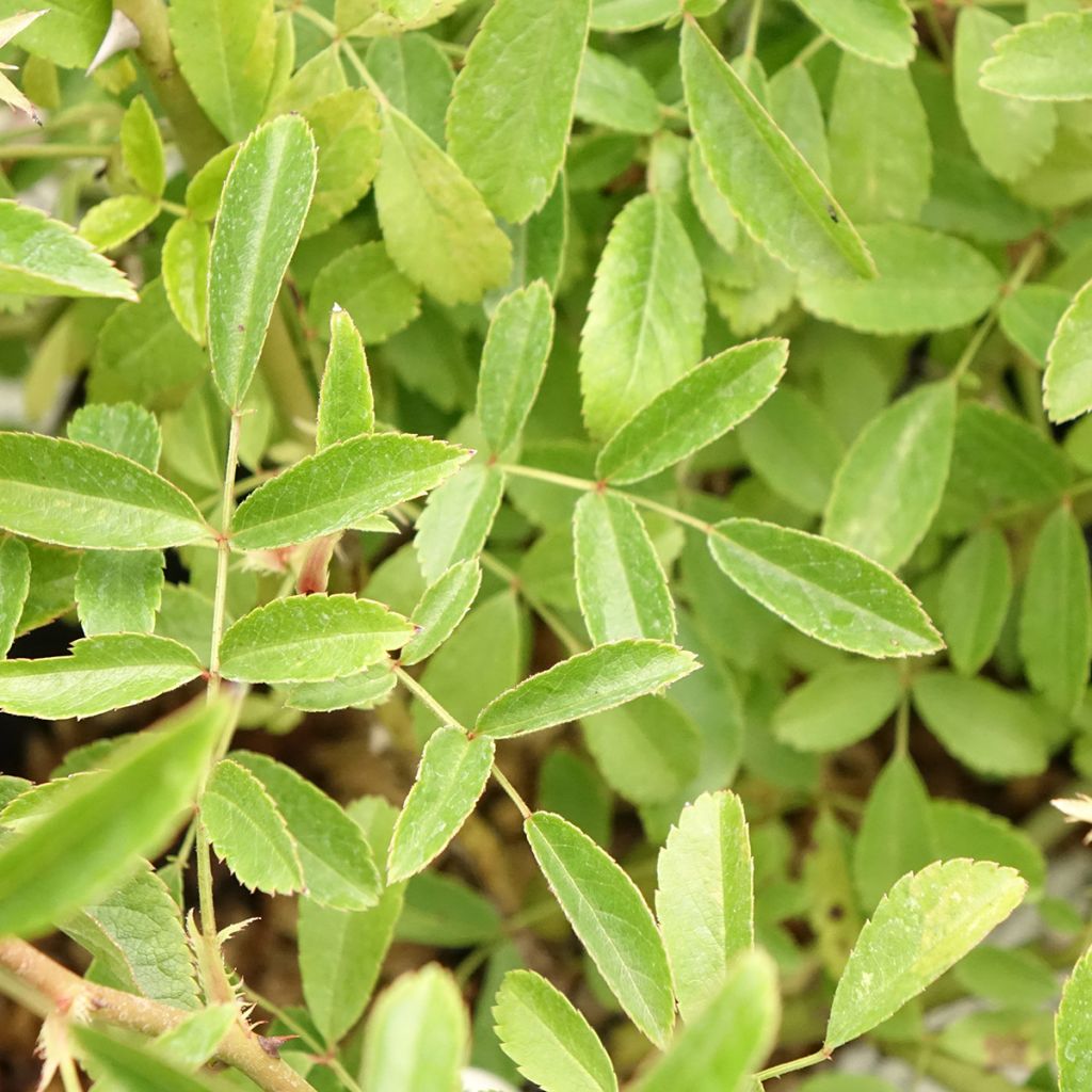 Rosa Diamant Rose - Muskusroos