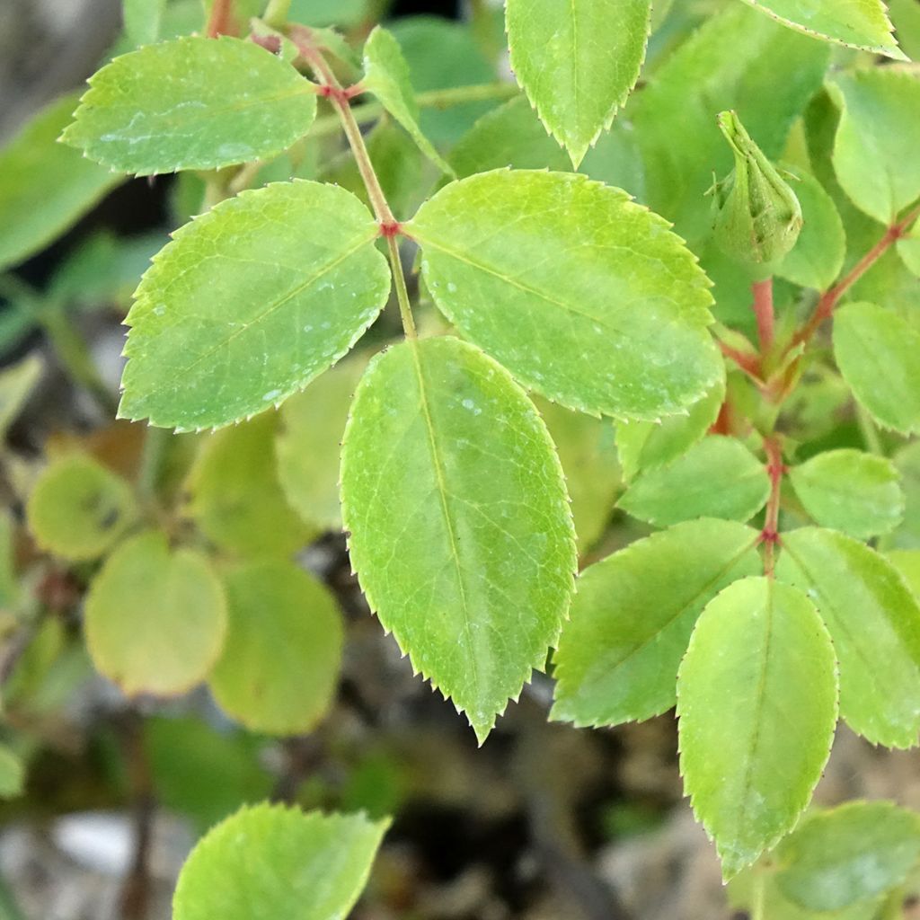 Rosa Friendly Pink - Polyantharoos