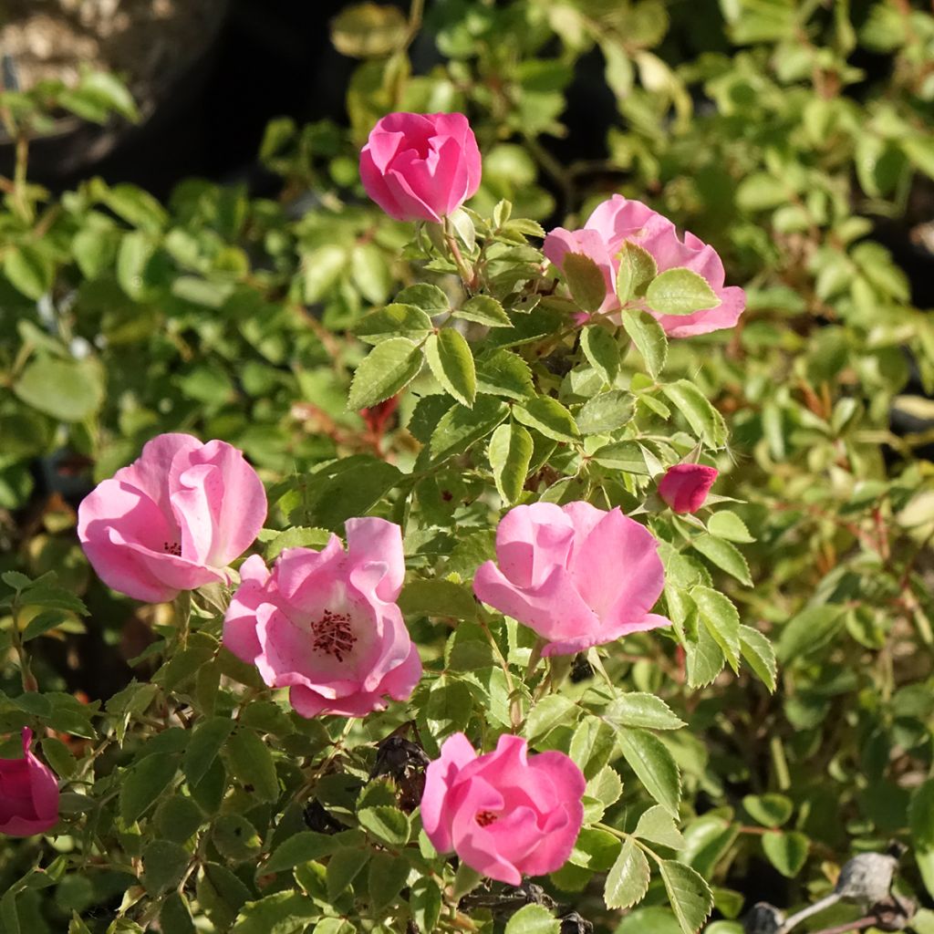 Rosa Friendly Pink - Polyantharoos
