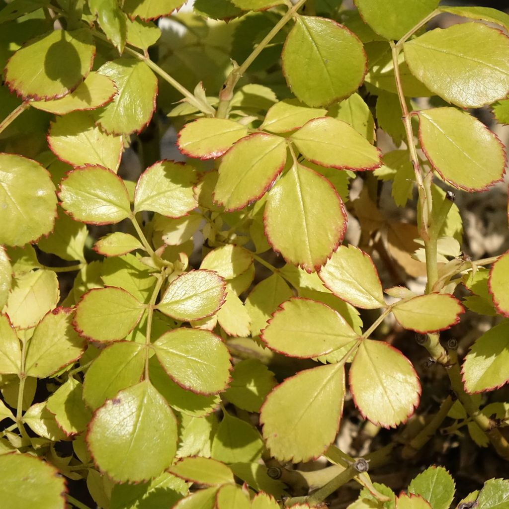 Rosa Friendly Purple - Polyantharoos