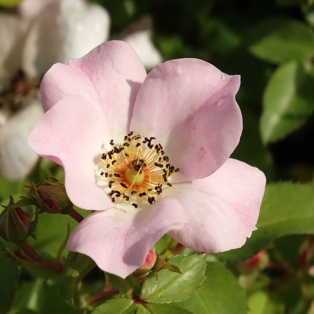 Rosa Friendly Sweet - Polyantharoos