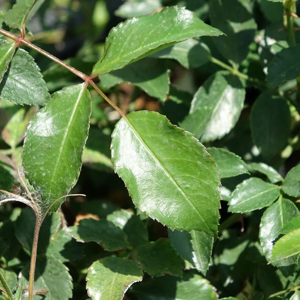 Rosa Ice Meidiland - Polyantharoos