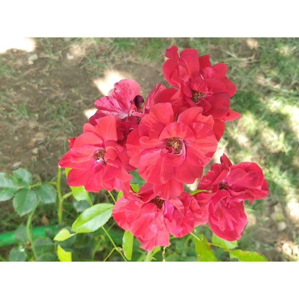 Rosa La Reine de la Nuit - Polyantharoos