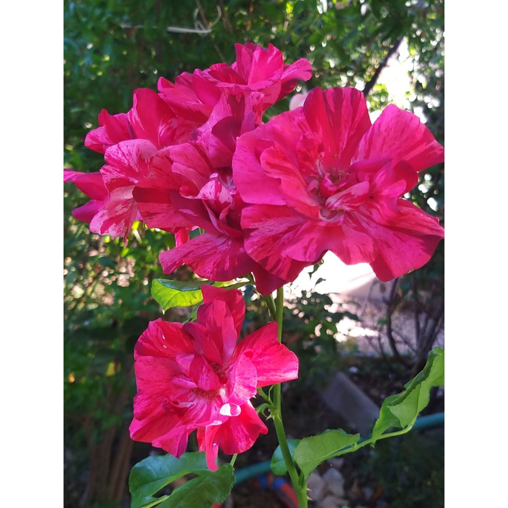 Rosa La Reine de la Nuit - Polyantharoos