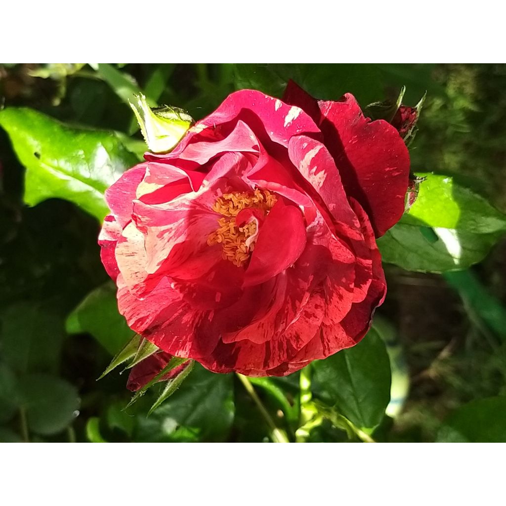 Rosa La Reine de la Nuit - Polyantharoos