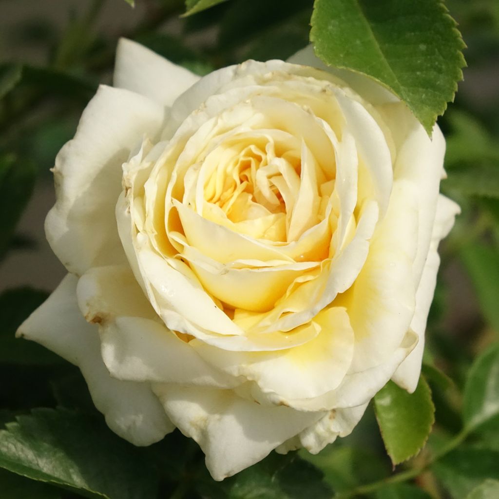 Rosa Nadia Meillandecor - Polyantharoos