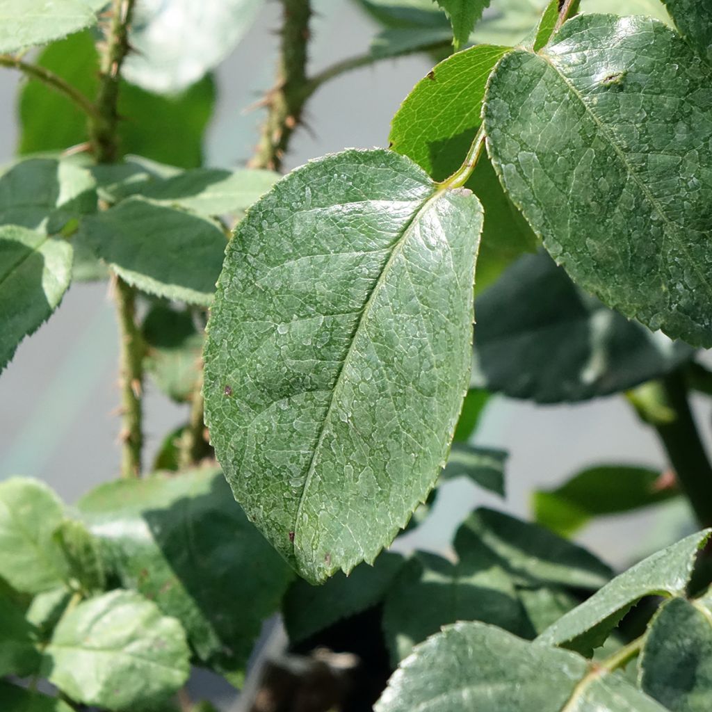 Rosa Grand Hotel - Klimroos