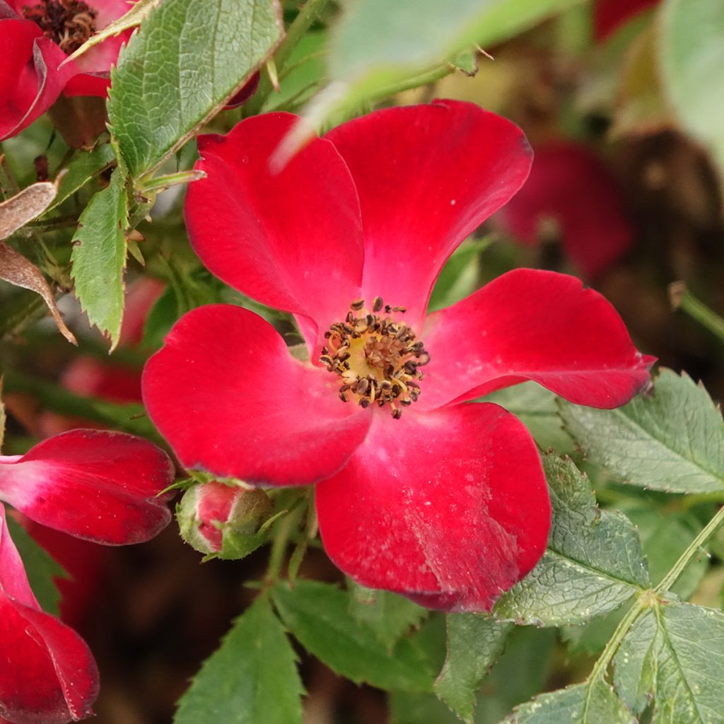 Rosa Rosy Boom Colour Change - Polyantharoos