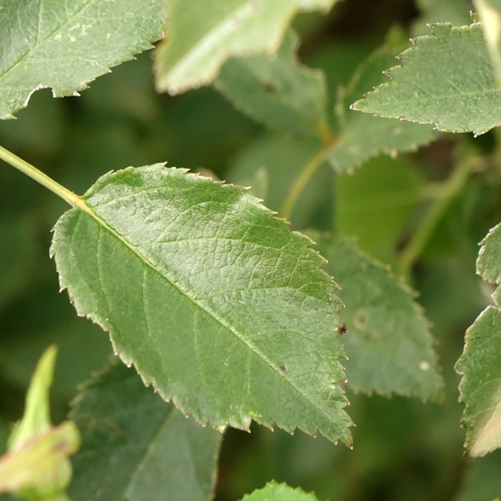 Rosa Rosy Boom Red - Polyantharoos
