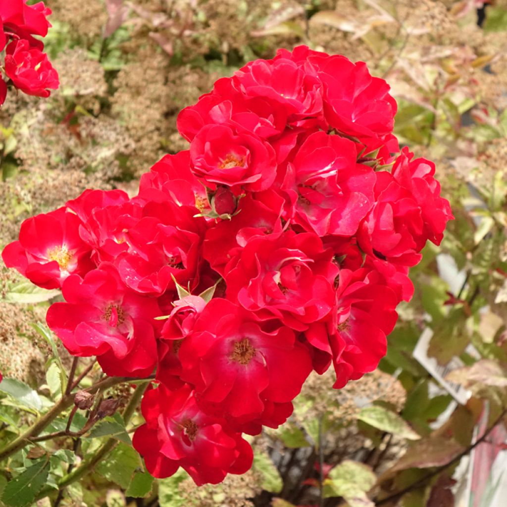 Rosa Rosy Boom Red - Polyantharoos
