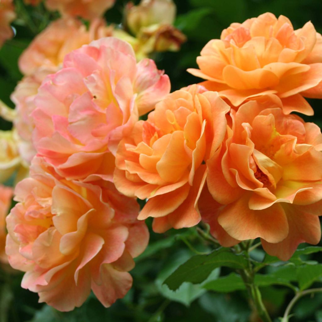 Rosa Westerland - Polyantharoos