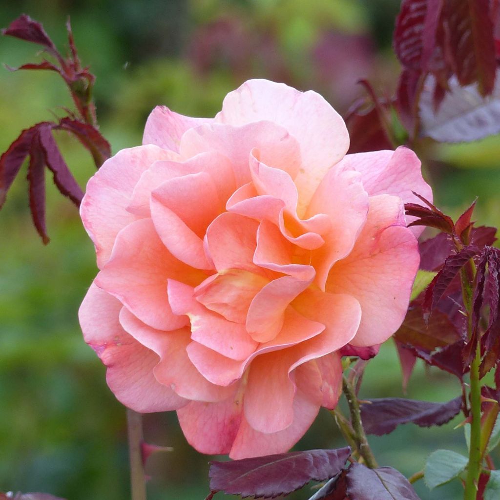 Rosa Westerland - Polyantharoos
