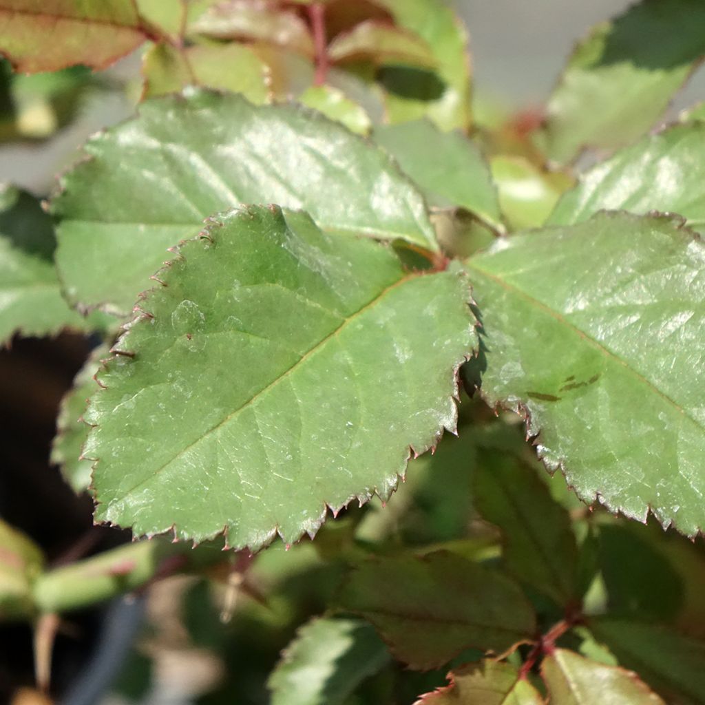 Rosa Westerland - Polyantharoos