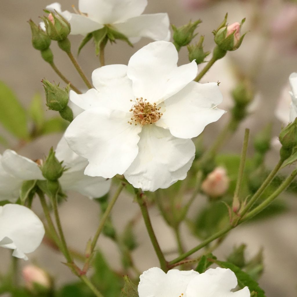 Rosa moschata White Magic - Muskusroos