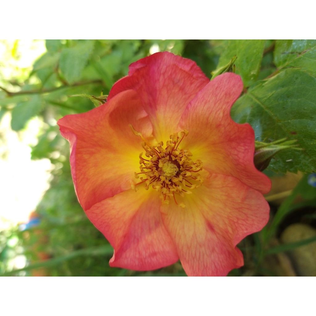 Rosa Pretty Sunrise - Polyantharoos