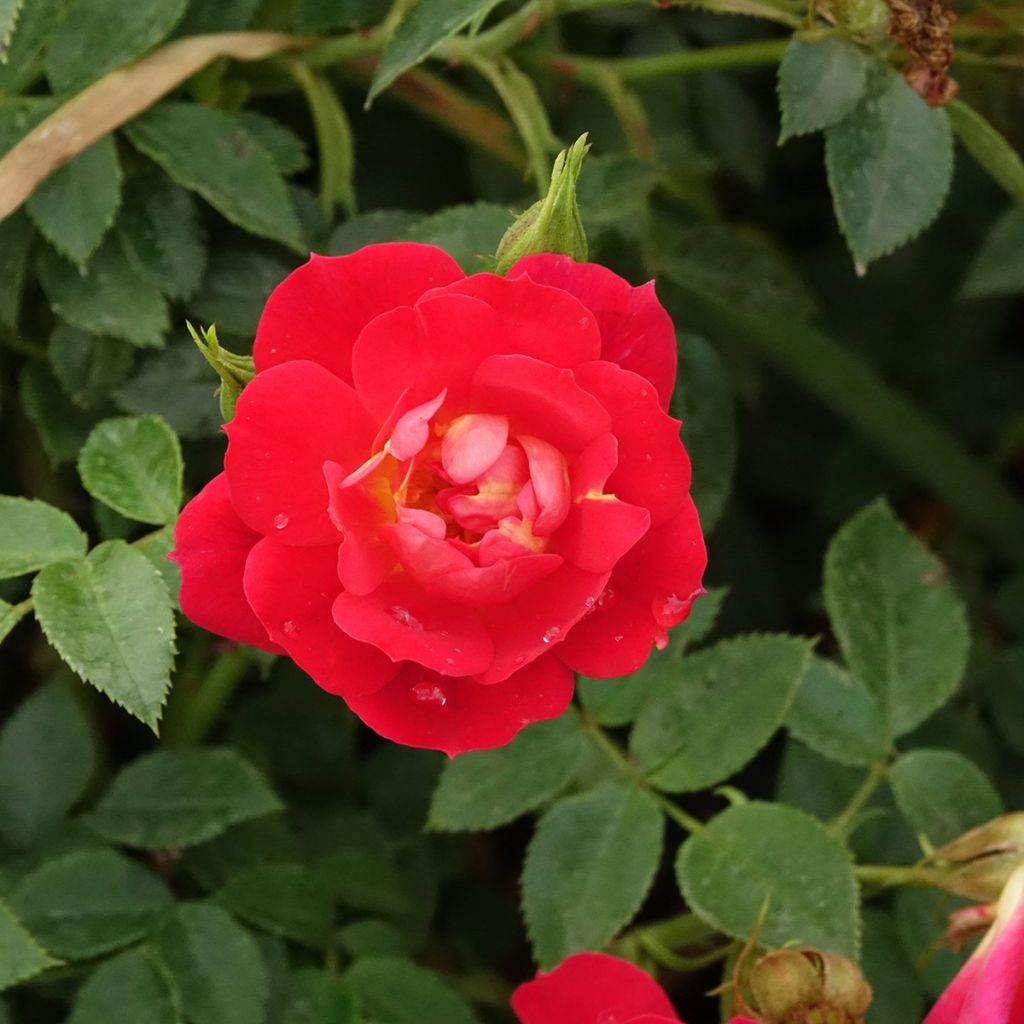 Rosa Bijenweelde Lichtrood - Polyantharoos