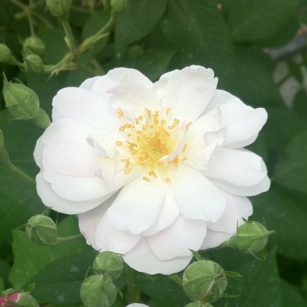 Rosa Blush Noisette - Klimroos