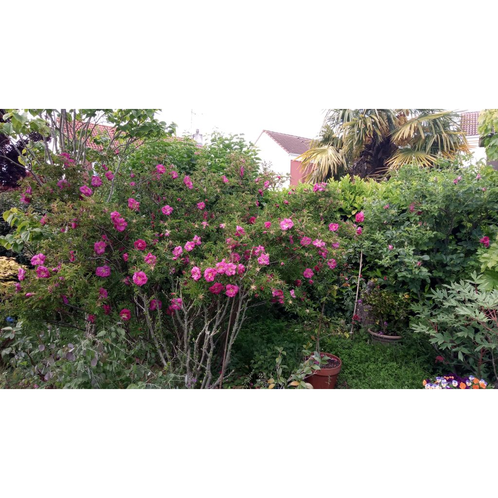 Rosa nitida - Glansroos