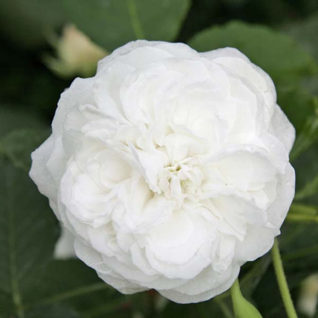 Rosa Boule de Neige - Historische roos