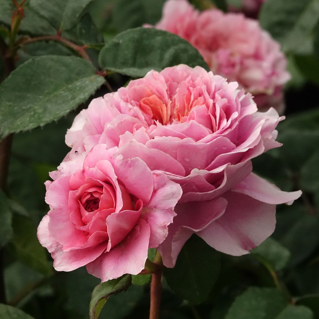 Rosa Eisvogel - Grootbloemige roos