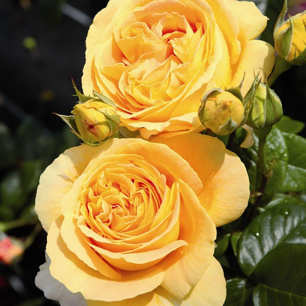 Rosa Candlelight - Grootbloemige roos