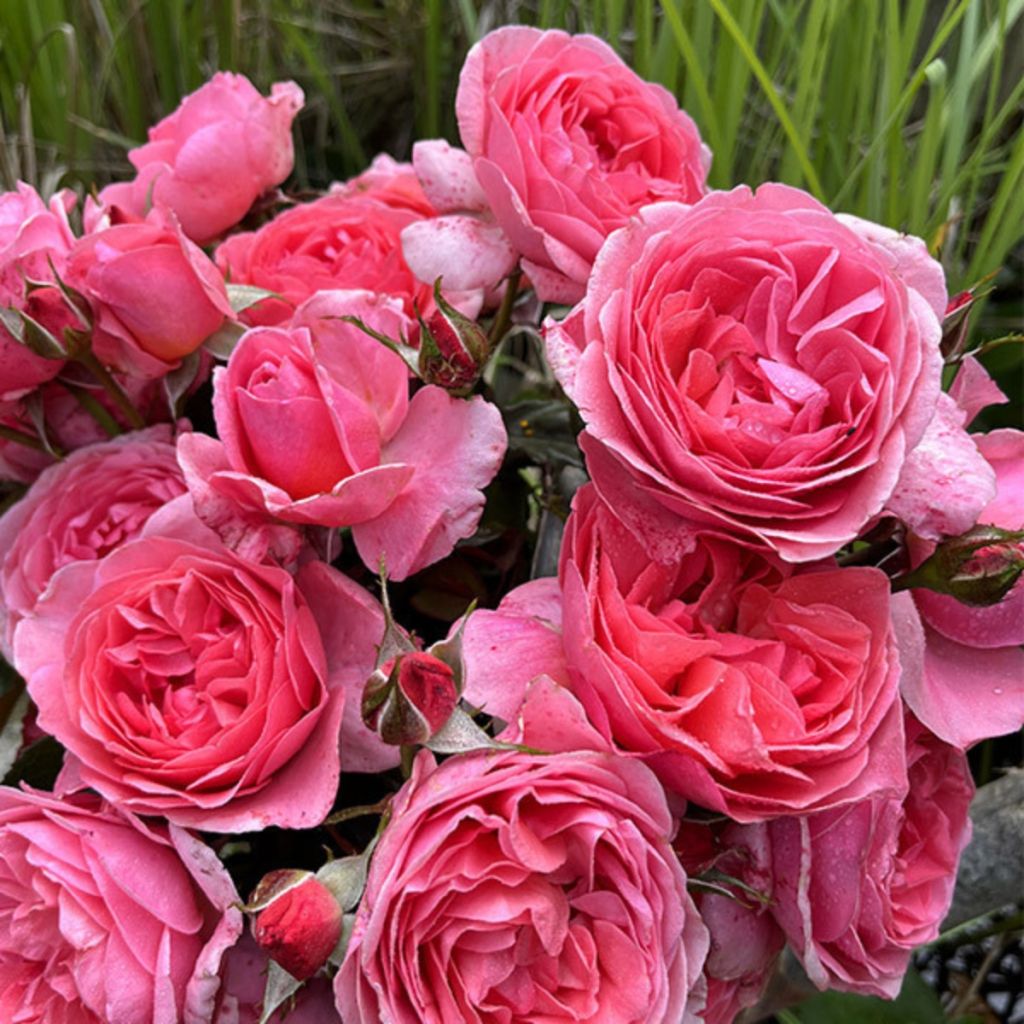 Rosier à fleurs groupées Comtesse Liger-Belair