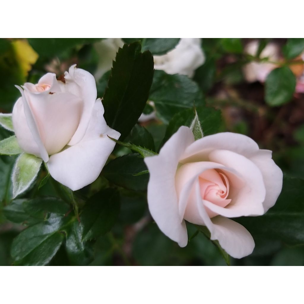 Rosa Aspirin Rose - Bodembedekkende roos