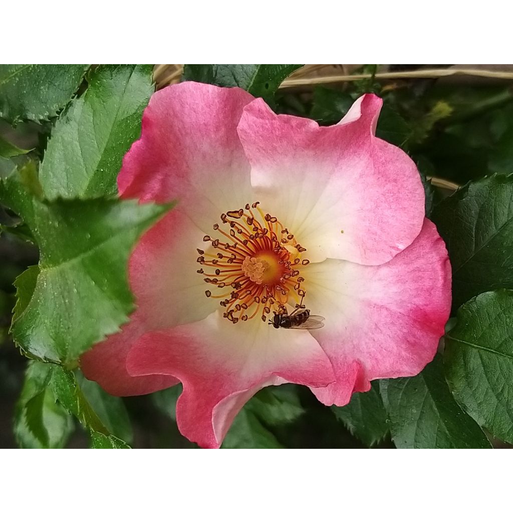 Rosa Dolomiti - Bodembedekkende roos