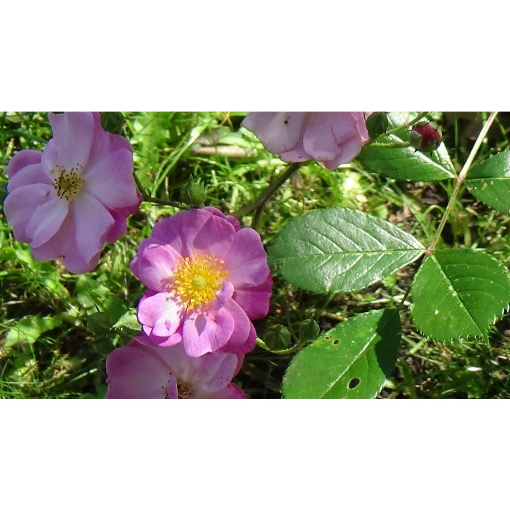 Rosa Lavender Dream - Bodembedekkende struikroos